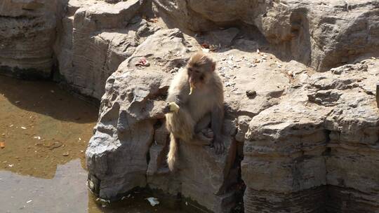猕猴小猴在吃东西视频素材模板下载