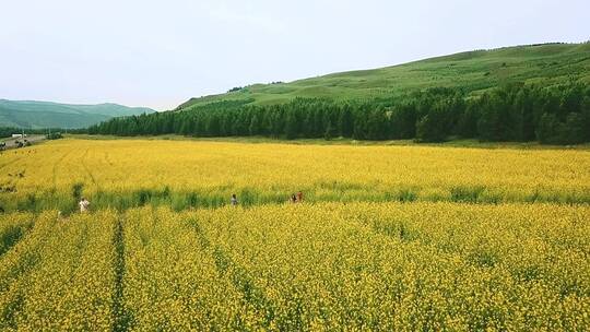 内蒙古树林前的油菜花田