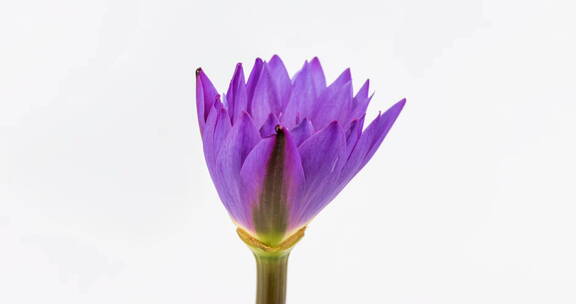 紫色的睡莲在白色背景上的绽放延时