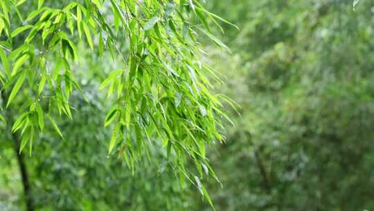 竹林竹叶禅意下雨天唯美空镜