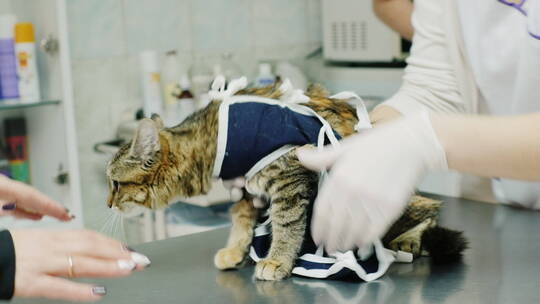 宠物诊所的医生在给猫做护理