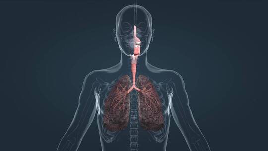 医学人体解剖学呼吸系统吸烟危害肺癌
