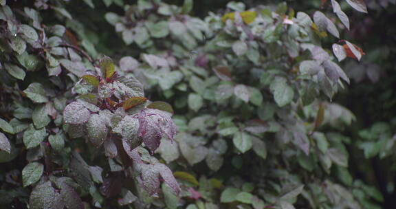 下雨树叶花朵上的雨水雨珠