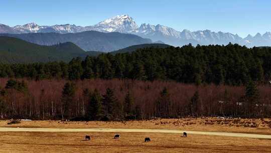 航拍雪山高原的牧场放牧牛群