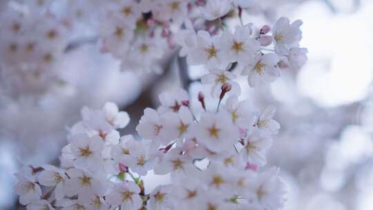 樱花 花开 春天 春暖花开