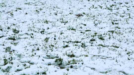 刚下完雪的草地