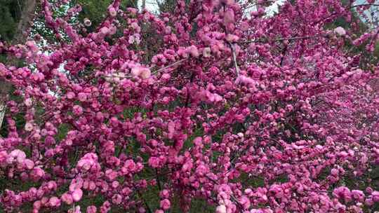 春天盛开的重瓣榆叶梅花与迎春花视频素材模板下载