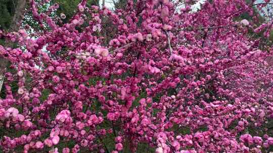 春天盛开的重瓣榆叶梅花与迎春花