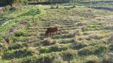 农村田野中的黄牛航拍高清在线视频素材下载