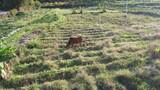 农村田野中的黄牛航拍高清在线视频素材下载