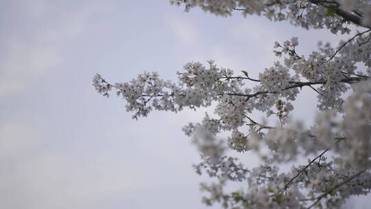 樱花花开春天