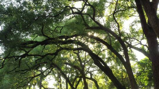 唯美森林树林仰拍阳光大自然