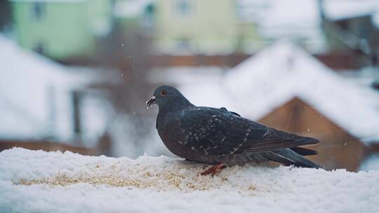 雪地里捕食的鸽子