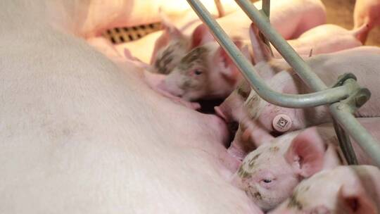 养殖场里小猪吃奶 母猪喂奶