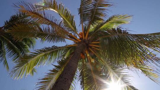 棕榈树 热带海边树木