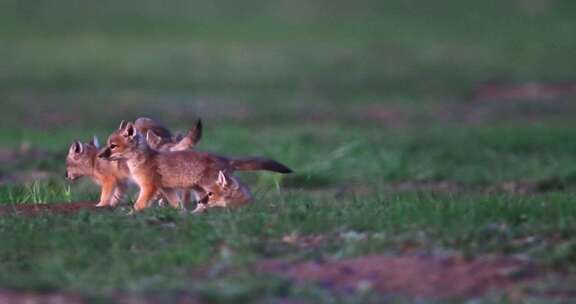 草原上的小狐狸草原上行走奔跑玩耍的狐狸