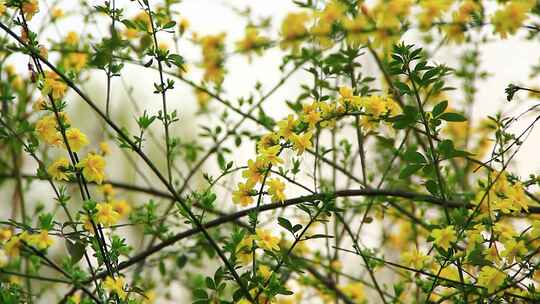 春天的嫩枝 迎春花 小黄花 日落 春风