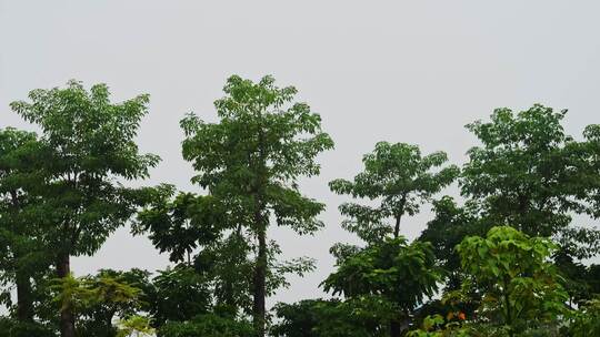 公园树木下雨雨水雨季雨景