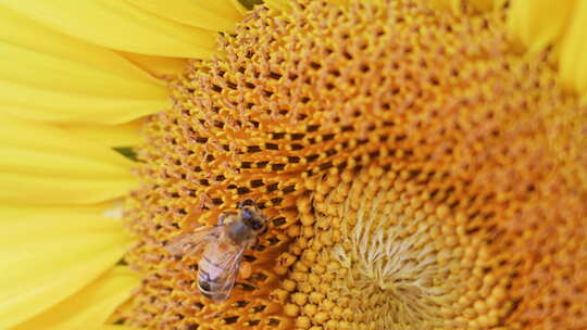 向日葵蜜蜂采蜜特写镜头