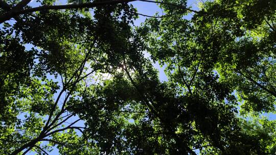 清晨夏日阳光穿过树叶 光线 6881