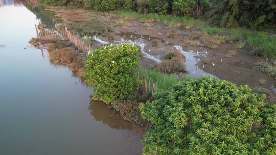 河岸湿地航拍