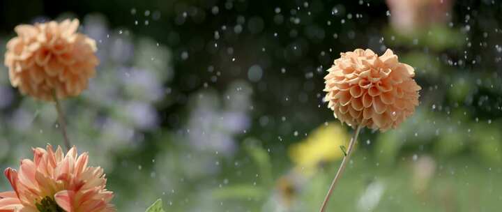 水被喷到橙色的花上