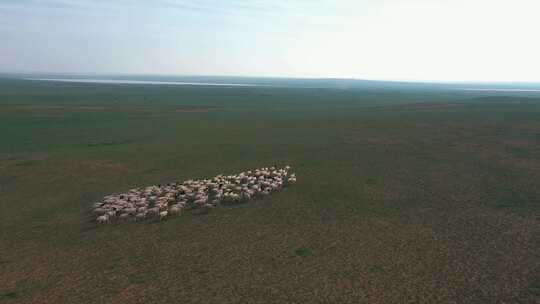 新疆内蒙大草原自然风光羊群放牧
