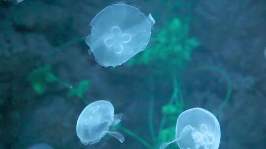 水母 无脊椎浮游动物 海蜇  水下摄影视频素材模板下载