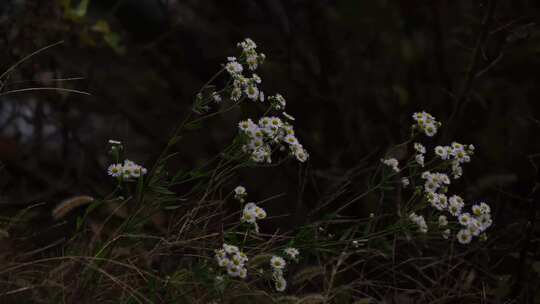 迎风飘扬的雏菊