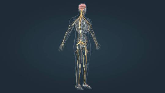 医学人体全息神经系统三维动画