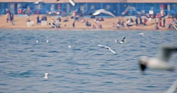大海海面飞翔的海鸥