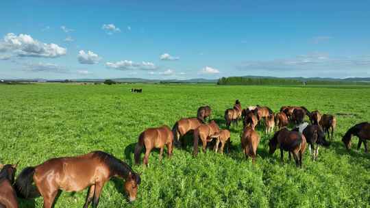 青草地上的马群