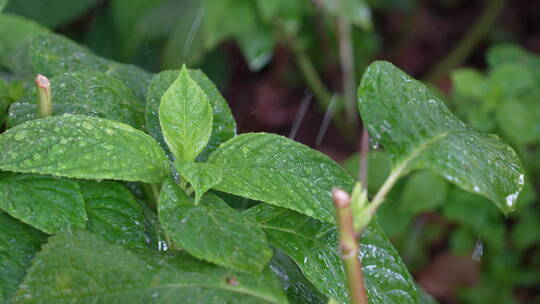 雨水轻拍绿色植物