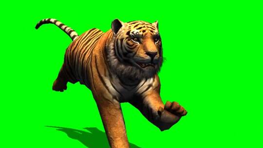 绿幕-动物-老虎奔跑