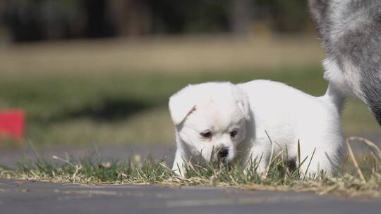 草地上玩耍的小狗