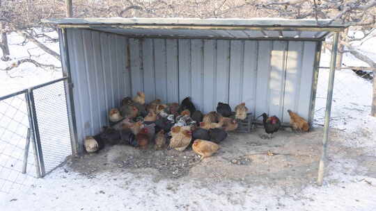 冬季鸡圈养殖散养鸡扎堆