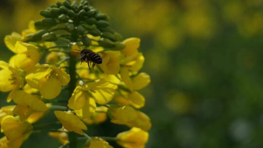 春日里的油菜花盛开蜜蜂采蜜视频素材模板下载