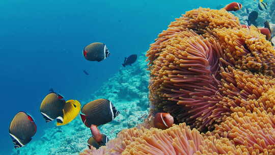 鱼在马尔代夫的珊瑚礁上游泳