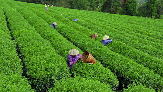 采茶人在茶地中采茶视频素材模板下载