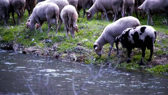 在河边吃草的羊
