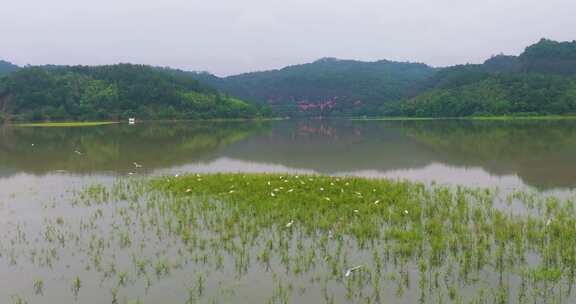 青山绿水生态湿地一群白鹭飞翔福建大金湖