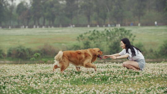 美女和宠物犬金毛狗在春天鲜花草地上玩耍