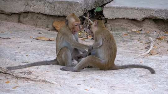 两只小猴子正在玩泰国慢动作