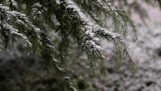 寒冷冬季公园松树雪花大雪空境升格