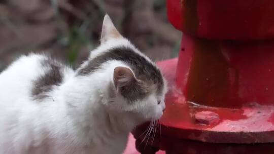 城市街头可爱流浪猫喝水镜头