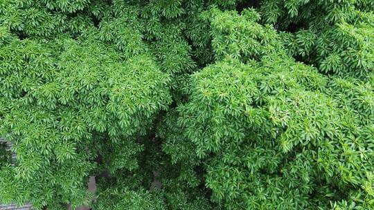 中国最古老黄葛树2200多年