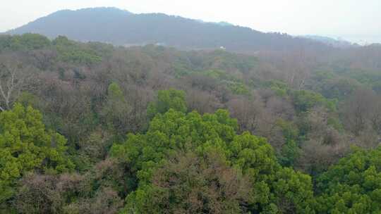 杭州植物园春天风景视频素材