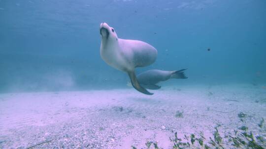 海狮在海底游动