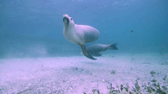 海狮在海底游动视频素材模板下载