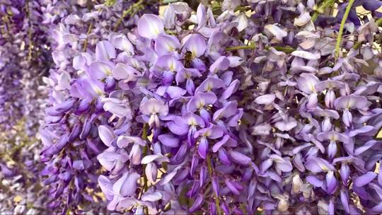 美丽盛开的紫藤花架与蜜蜂。